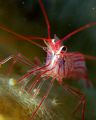   Peppermint Shrimp  